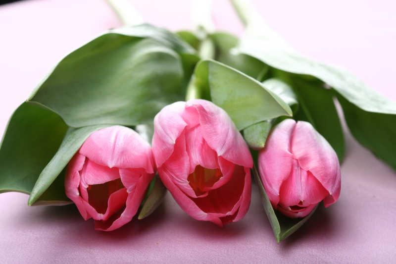 三朵粉色的郁金香