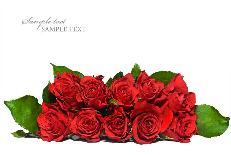 朱红色情人节玫瑰