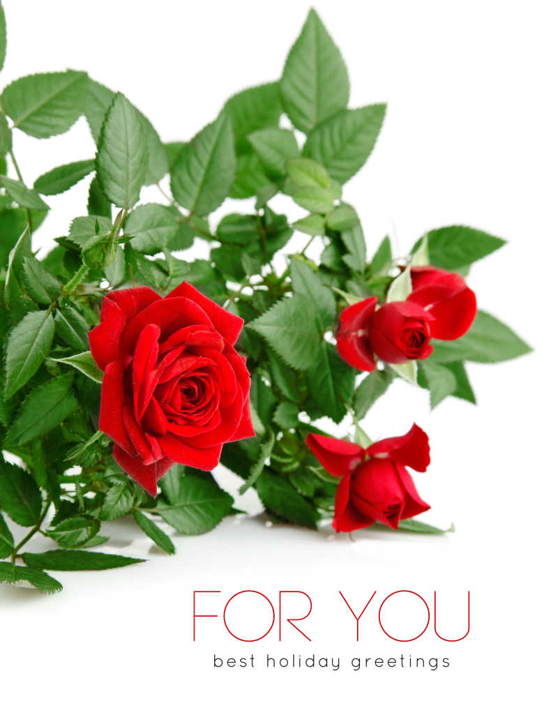 白底绿叶的玫瑰花素材