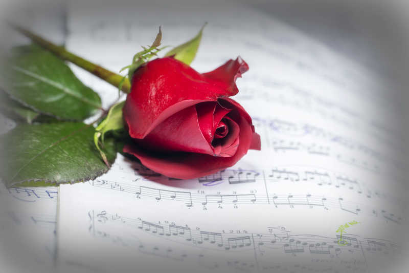 一支放在乐谱上的玫瑰