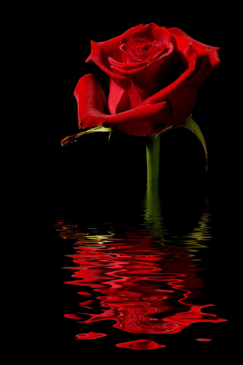 玫瑰花图片 长在水面上的玫瑰素材 高清图片 摄影照片 寻图免费打包下载