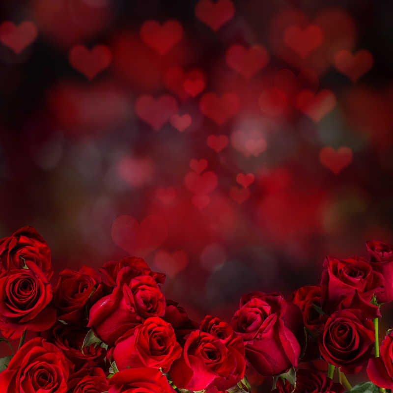 绯红玫瑰花背景