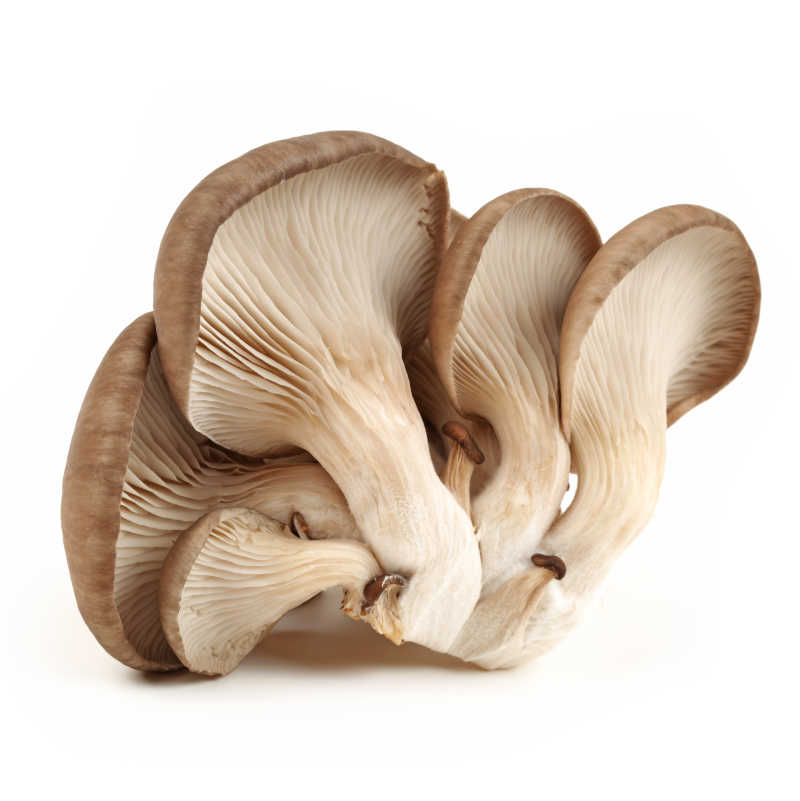 白色背景下的新鲜蘑菇