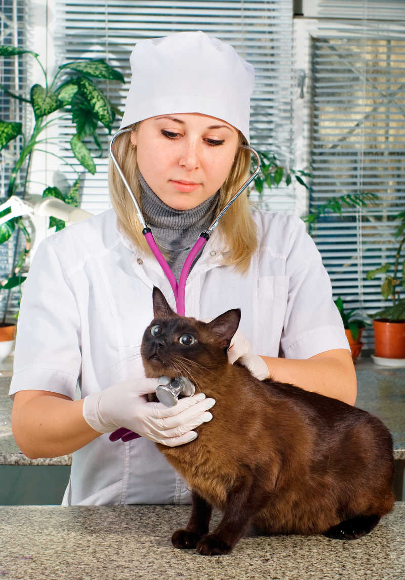 女兽医对猫进行检查