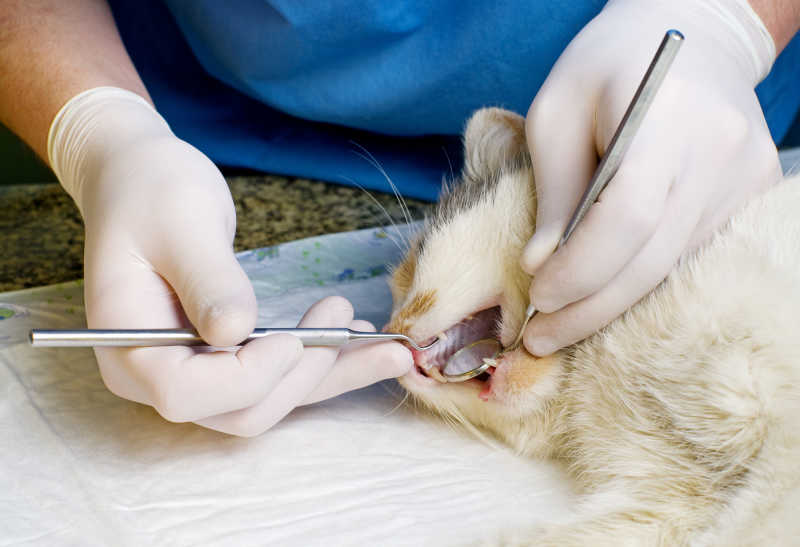 兽医在宠物猫上清洁牙齿