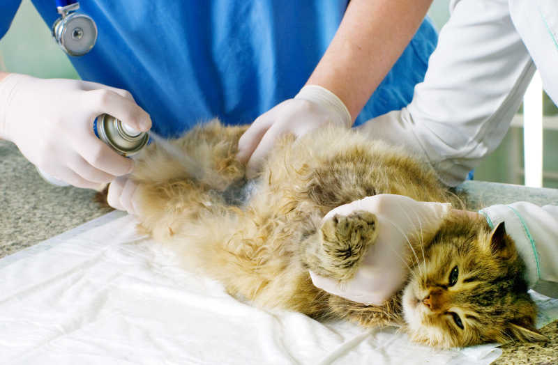兽医为猫治疗