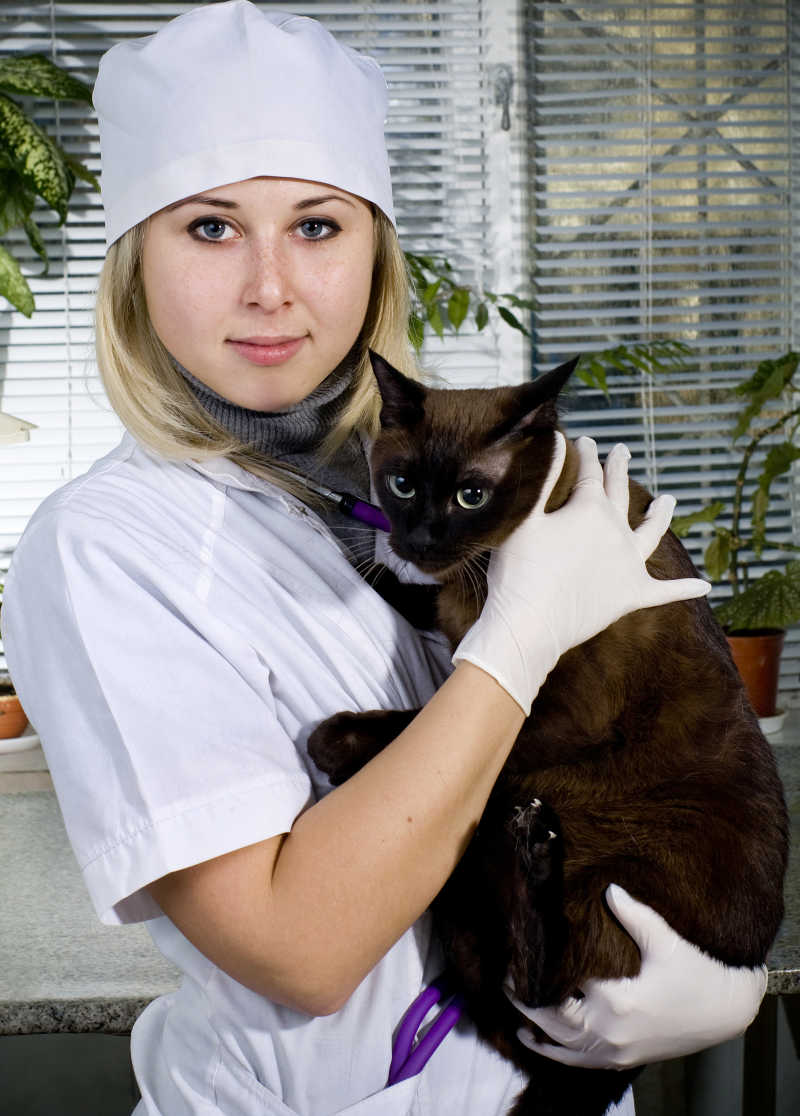 兽医对猫进行检查