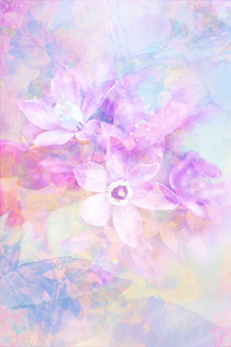 美丽细腻的紫色花卉壁纸图片 美丽细腻的花卉壁纸素材 高清图片 摄影照片 寻图免费打包下载