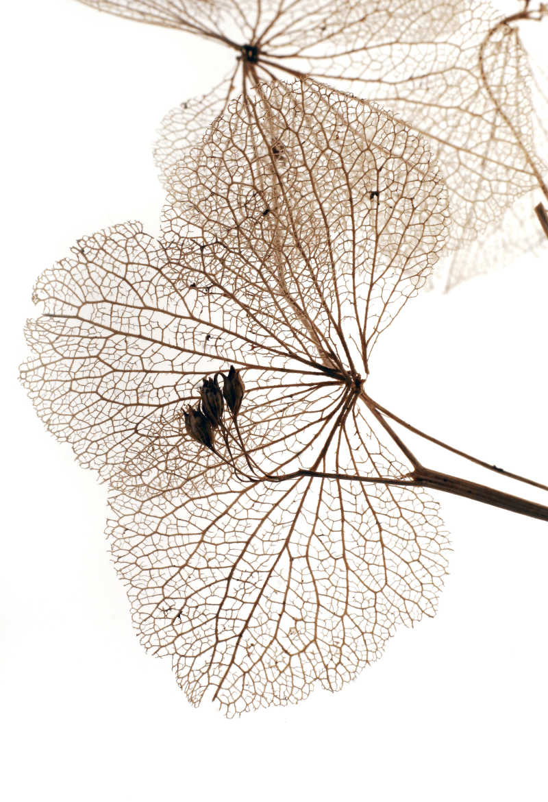 干燥的叶子植物