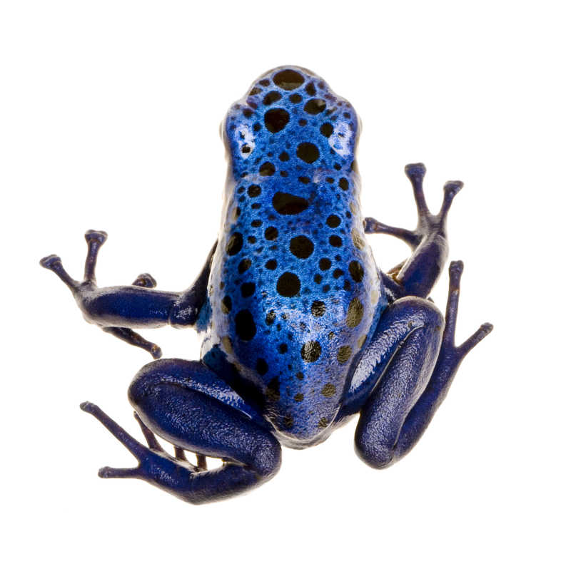 蓝色箭毒蛙图片