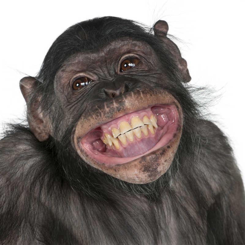 白色背景下的张着嘴笑的黑猩猩