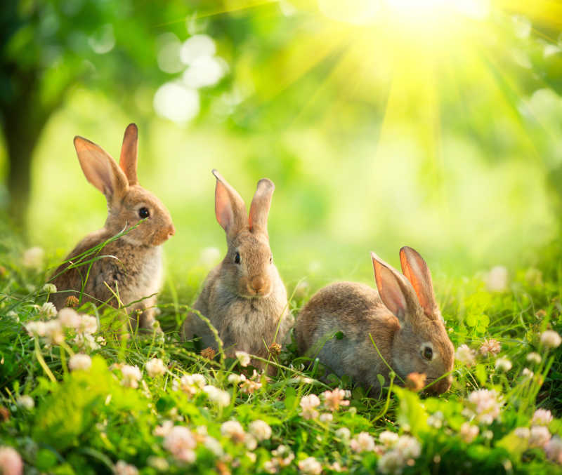 三只兔子照片大全图片图片