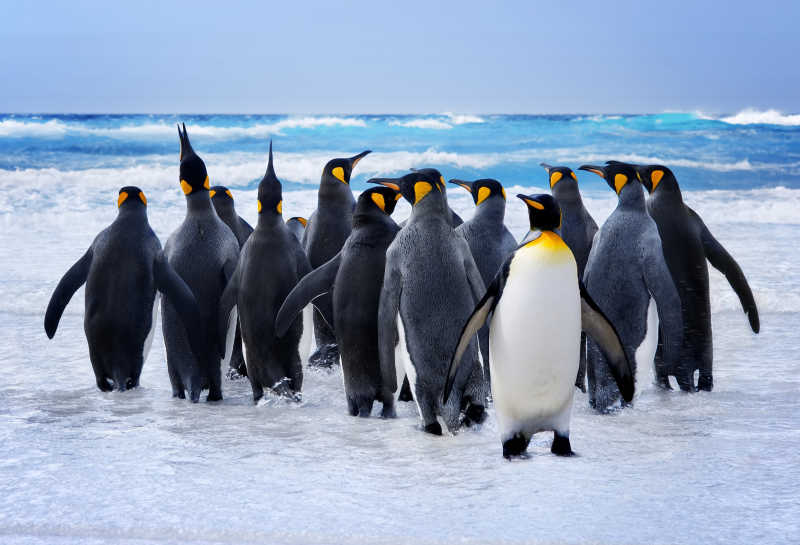 冰面上成群的企鹅