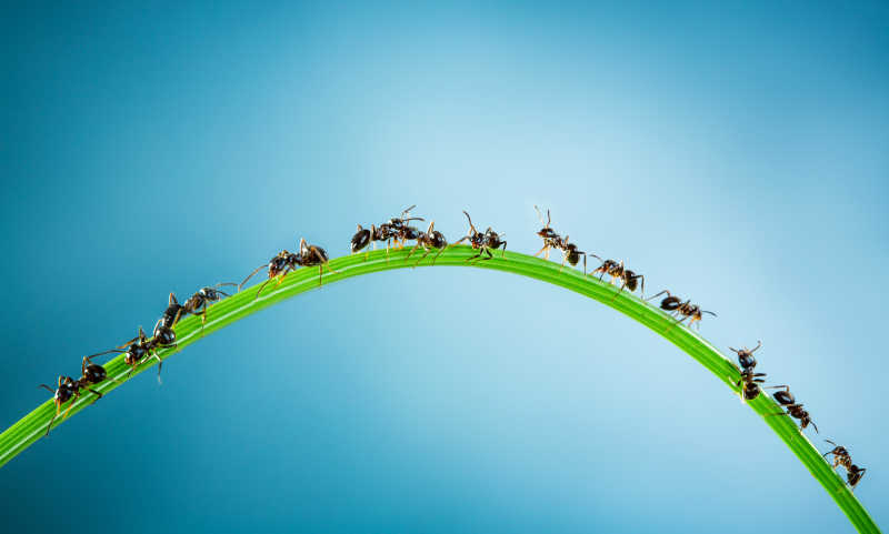 爬行的蚂蚁