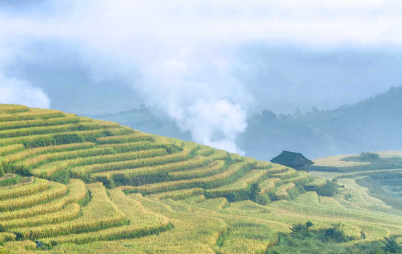 阳光下的梯田美景