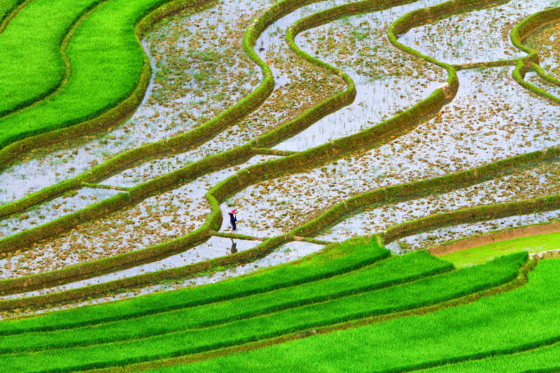 美丽的水稻梯田