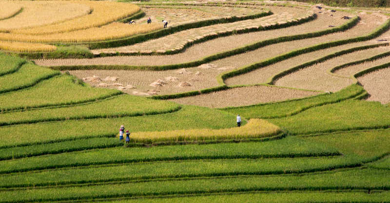 美丽的梯田