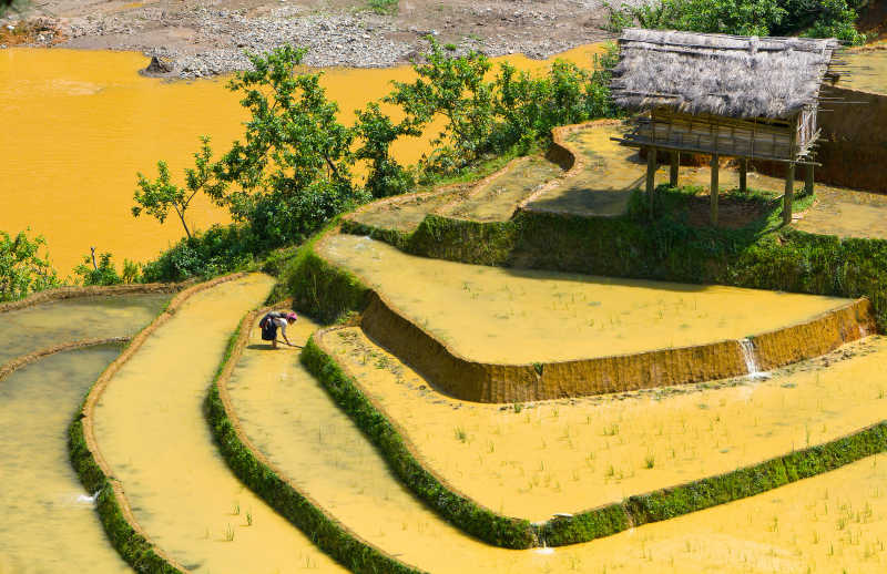 广阔的水稻梯田