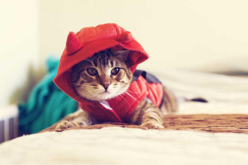 穿着小衣服带着帽子的可爱小猫