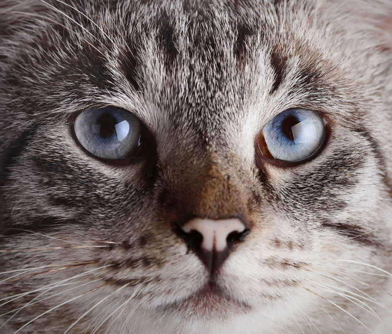 蓝眼猫的肖像