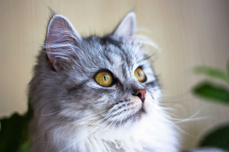 美丽可爱的黑猫忘着窗外