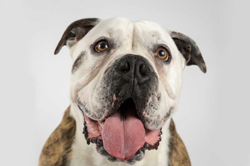 狗吐舌头表情图片