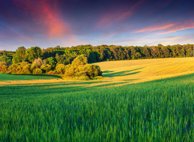 麦田里五彩缤纷的夏日景色