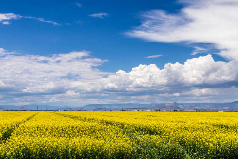阳光灿烂的夏日盛开着黄色油菜种子的农田