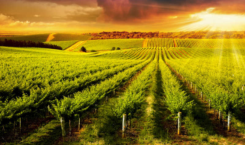 南澳大利亚葡萄园的美丽日落