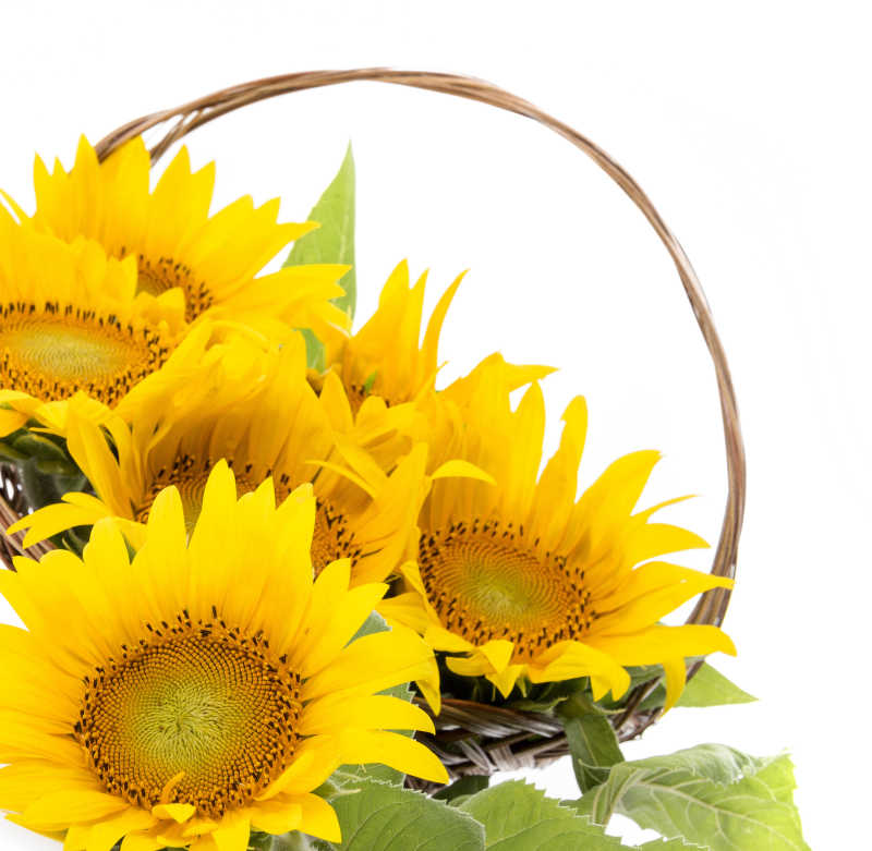 篮子里美丽的向日葵