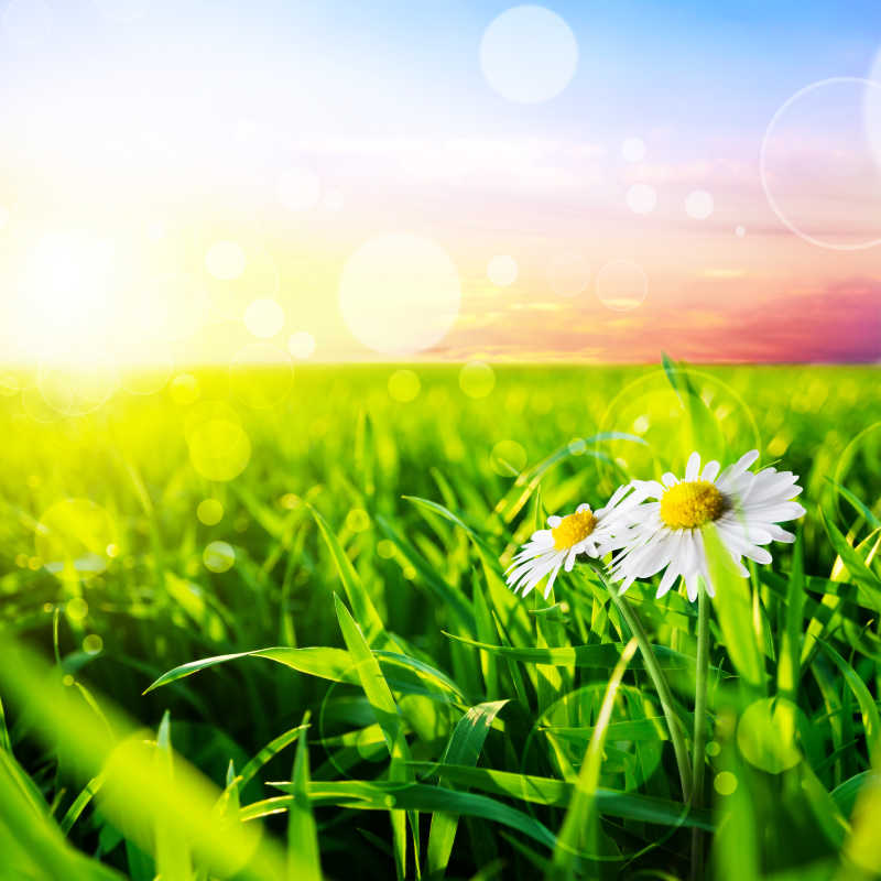 绿色的草地和白色的甘菊花