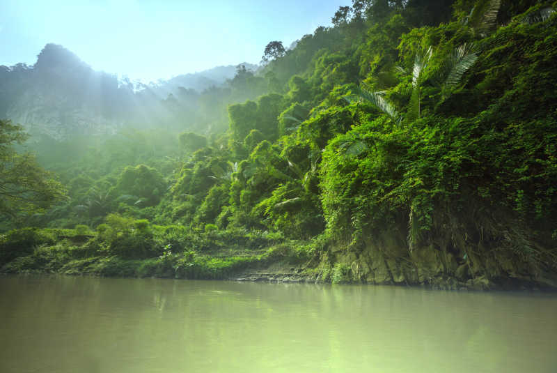 越南的森林