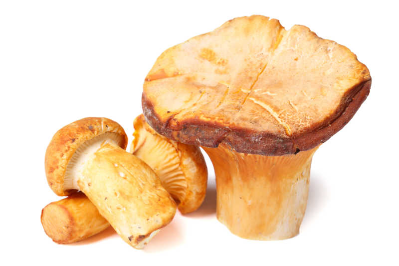 白色背景下的鸡油菌蘑菇