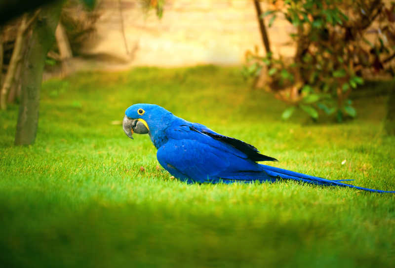 草地上的蓝色鹦鹉