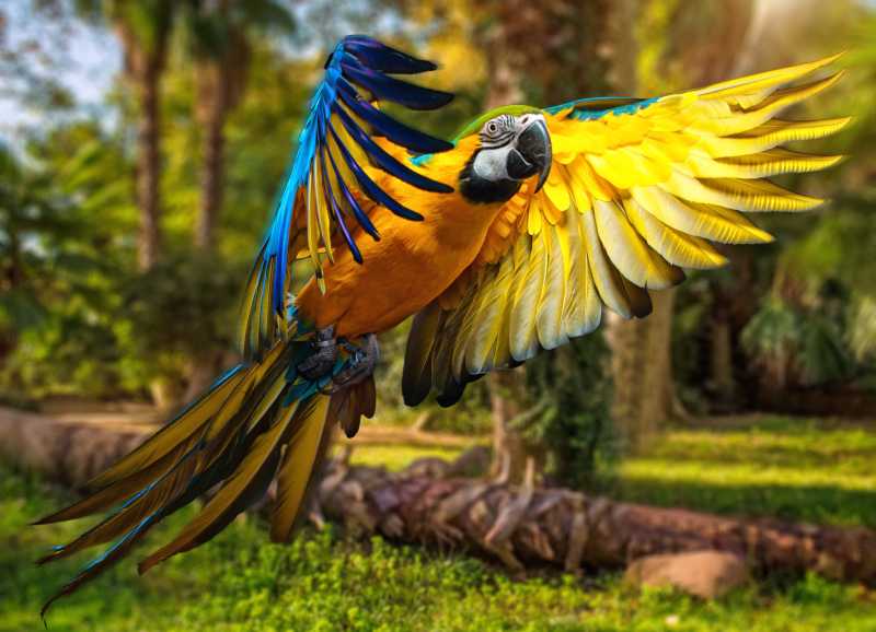 热带美丽多彩的鹦鹉