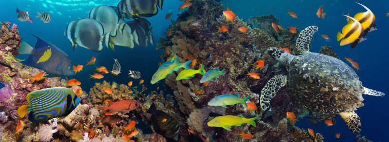 海底的鱼类和海龟