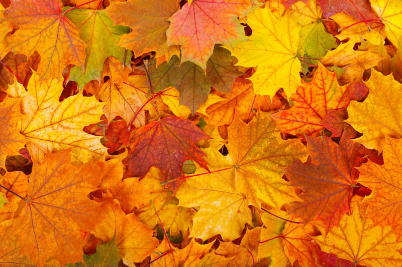 秋天的落叶背景