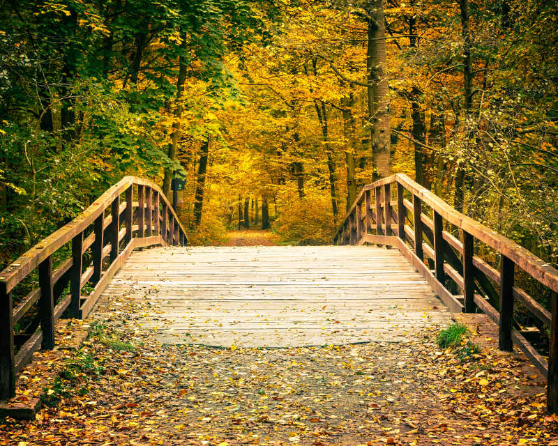 秋天里的公园桥