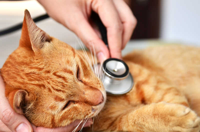 兽医正在检查猫咪健康