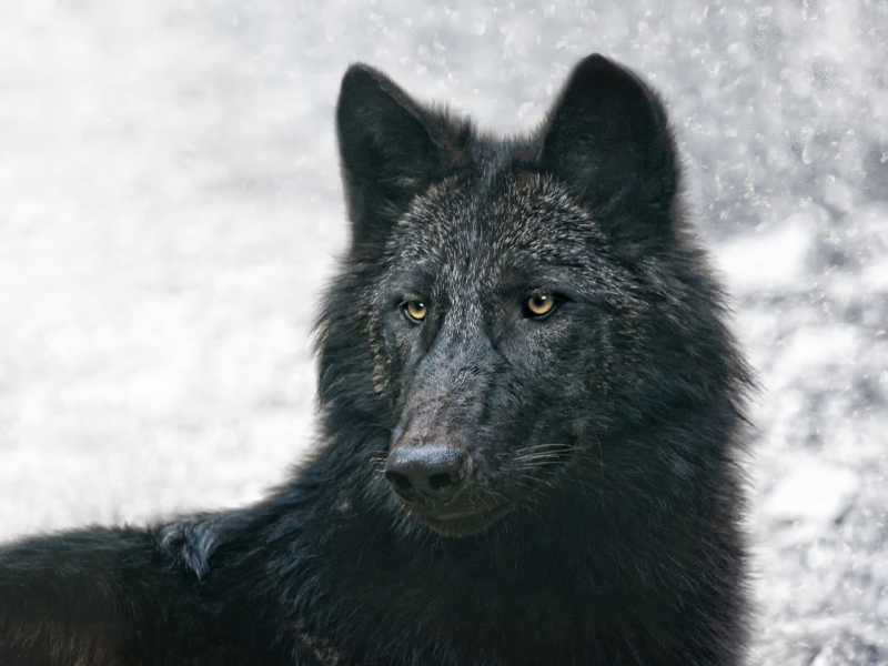 雪地上的黑狼
