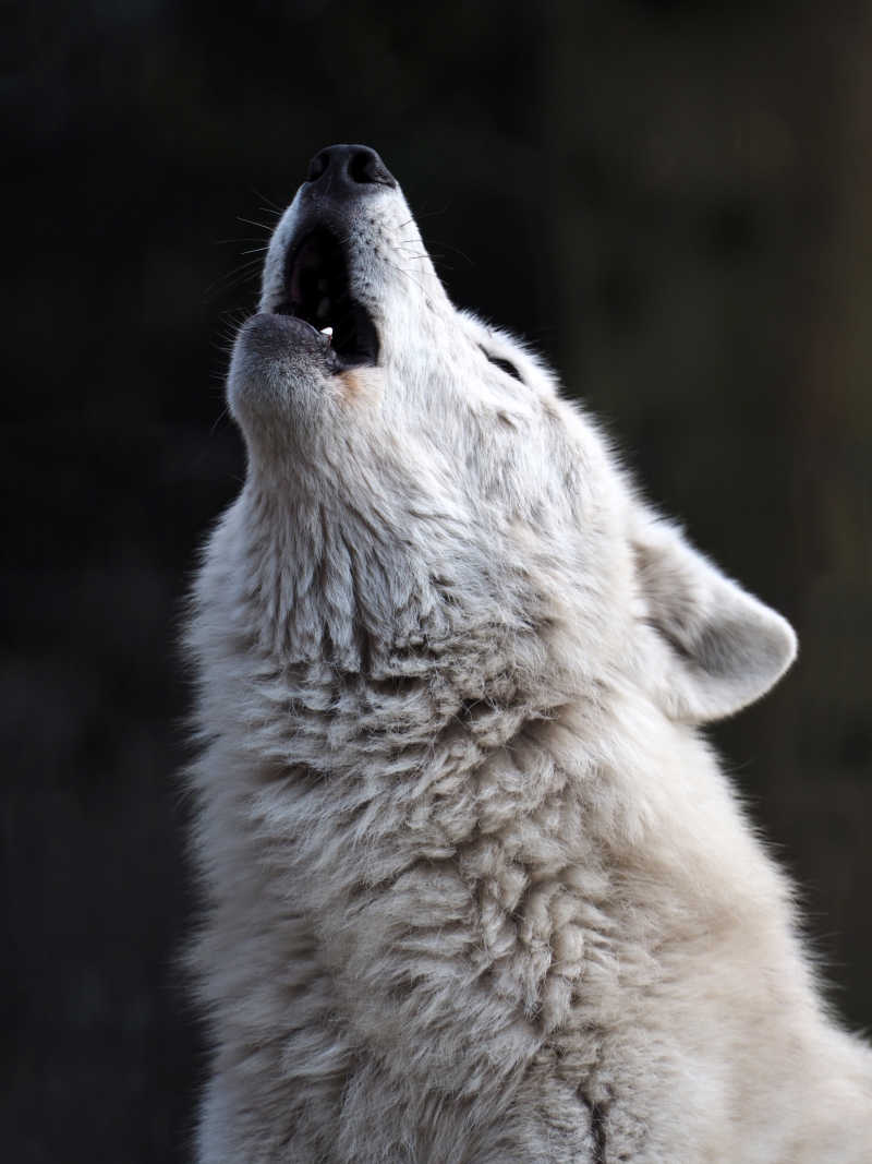 月圆咆哮的狼