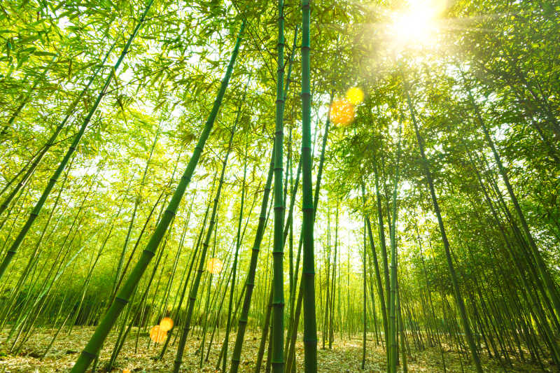 竹林图片 美丽的竹林素材 高清图片 摄影照片 寻图免费打包下载