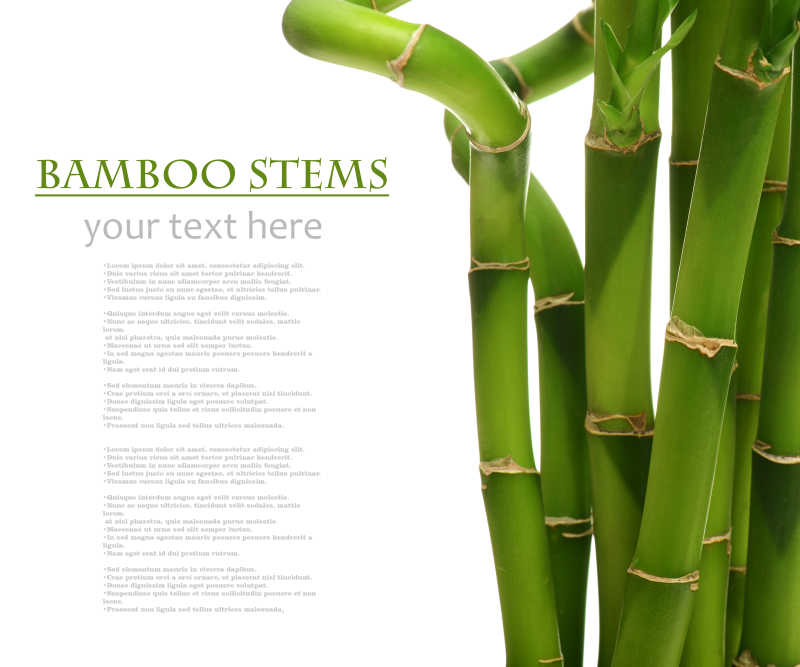 白色背景上的翠竹