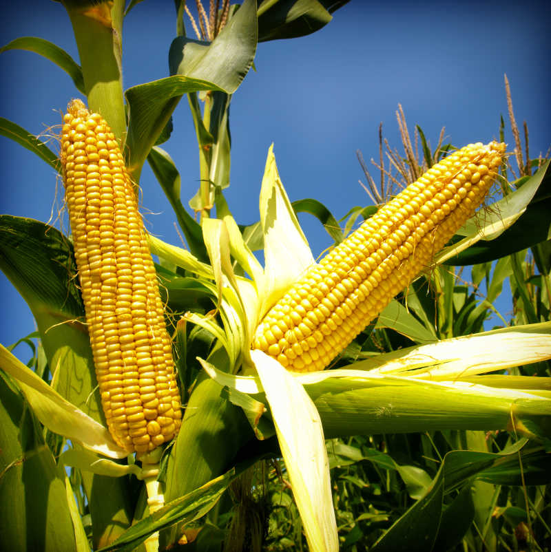 玉米杆上的新鲜玉米