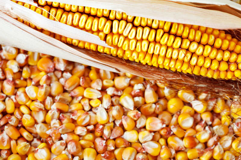 Corn на русском. Семена кукурузы Майами. Кукуруза (зерно). Кукурузные зерна. Кукуруза сухая в зернах.