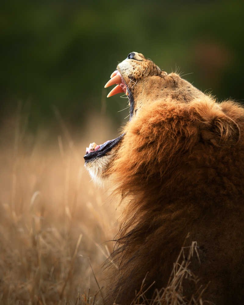 打哈气的狮子