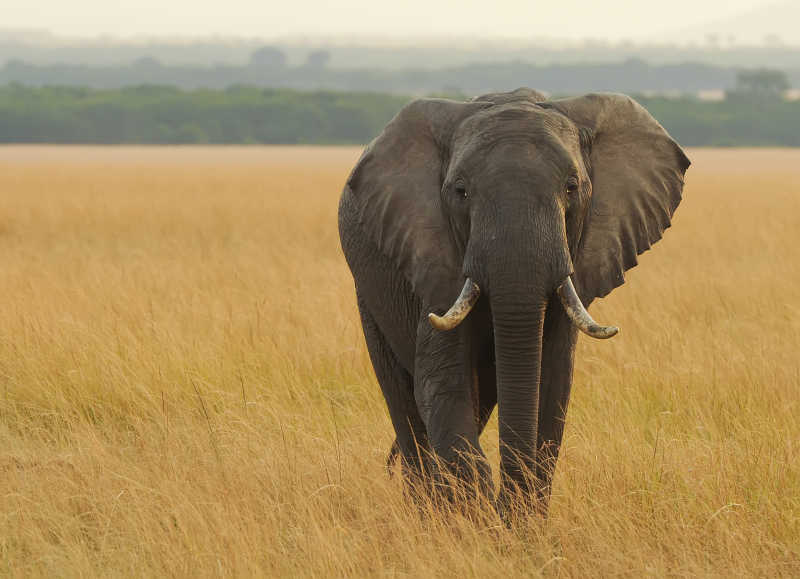 肯尼亚西部草原上的大象