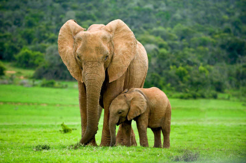 一支带着小象的成年大象