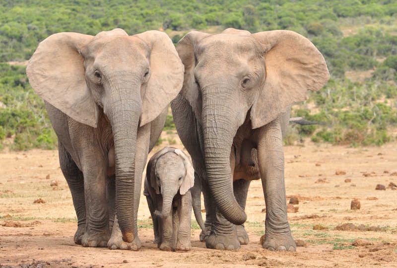 平原上的大象家族