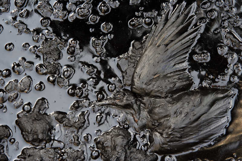 受到石油污染的水和死去的鸟的尸体